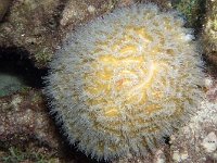 Feeding Coral